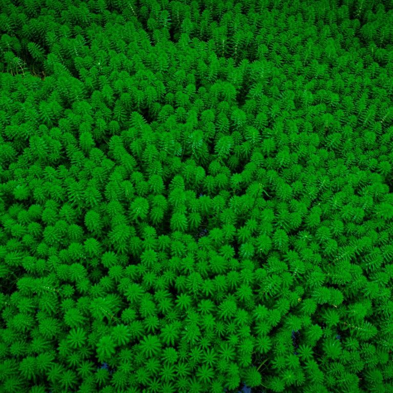 green trees in a forest